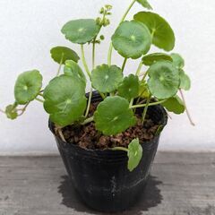 ウォーターコイン(ウォーターマッシュルーム) 無農薬 根付き苗 ...