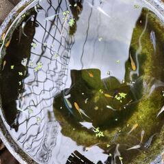 メダカMIXの画像