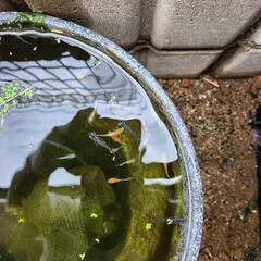 メダカMIXの画像