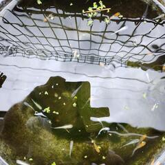 メダカMIXの画像