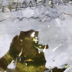 メダカMIXの画像