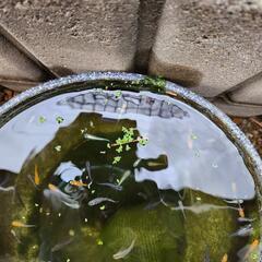 メダカMIXの画像