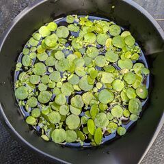 「決定」水草 アマゾンフロッグピット15株 無農薬 浮き草 めだかアクアリウム ビオトープの画像
