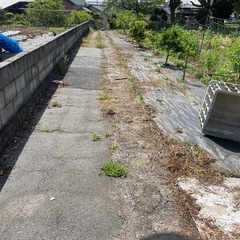 草取り
