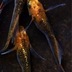 ランキングキーワードに紐づく投稿画像-メダカ