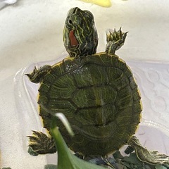 ミドリガメ