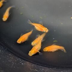 「決定」 メダカ 朱赤ダルマ、ショート体型 6匹+予備2匹 泳ぎ...