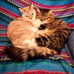 成猫２匹、一緒の里親募集です
