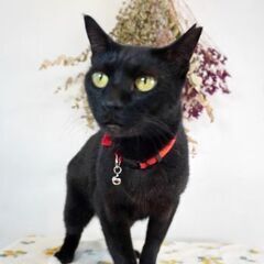 5月24日（土）💚🌟三鷹で猫の譲渡会💚🌟　黒猫の女の子　1才　飼い主不在確認すみ - 三鷹市