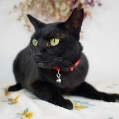 5月24日（土）💚🌟三鷹で猫の譲渡会💚🌟　黒猫の女の子　1才　飼...