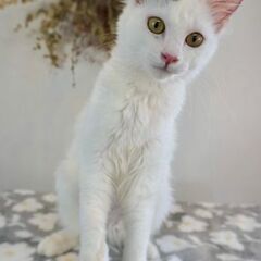 5月24日（土）💚🌟三鷹で猫の譲渡会💚🌟　白キジしっぽ長毛　女の子　生後6ヶ月　飼い主不在確認すみ - 猫