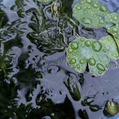 アサザ・アナカリス　水草お譲りしますの画像
