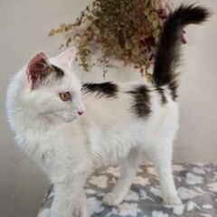 5月24日（土）💚🌟三鷹で猫の譲渡会💚🌟　白キジしっぽ長毛　女の...