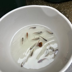 ミックスメダカ