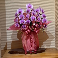 ピンク色の胡蝶蘭　　鉢植え