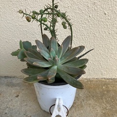 🪴多肉植物寄植⑥