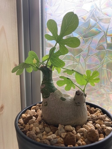 アデニア　グラウカ