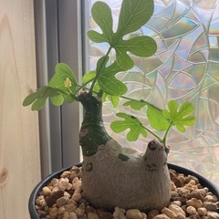 アデニア　グラウカ　送料無料 adenia-glauca-01.jpg