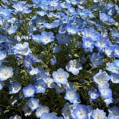 🪻群馬・埼玉　旅好きなお友達ぼしゅー！🌻