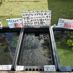 めだか(メダカ)無人販売の画像