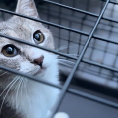 画像を更新していきます！見てやってください😺迷い込んできた仔猫　...