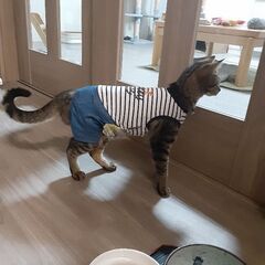 これからの猫生、一緒に過ごしてください😼