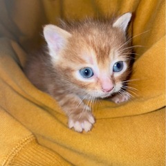 保護猫　子猫　４匹