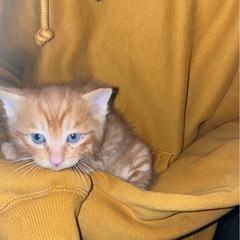 保護猫　子猫　茶トラ