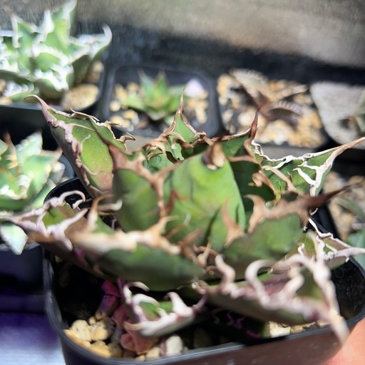 観葉植物