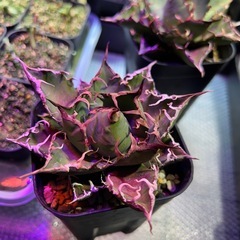 観葉植物