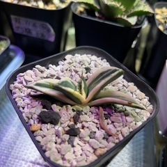 観葉植物