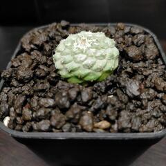 【お取引中】サボテン ストロンボカクタス 菊水 ※条件あり※以下...