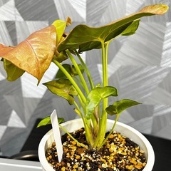 ⭐️お譲り先決定❗️【観葉植物】シンゴニウム（ネオン）可愛い鉢付、受け皿付きの画像