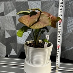 【観葉植物】シンゴニウム（ネオン）可愛い鉢付、受け皿付き
