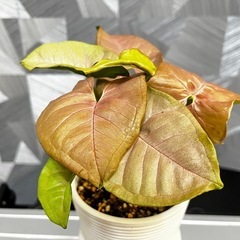 ⭐️お譲り先決定❗️【観葉植物】シンゴニウム（ネオン）可愛い鉢付、受け皿付きの画像
