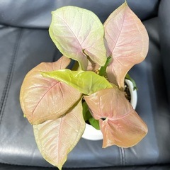 ⭐️お譲り先決定❗️【観葉植物】シンゴニウム（ネオン）可愛い鉢付、受け皿付きの画像