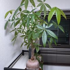 観葉植物　パキラ