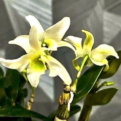 ✨🉐✨【観葉植物】✨お得✨育てて頂ける方に❗️洋ランデンドロビウム、エンジェルベイビーグリーン愛（アートストーン鉢付き）　 　の画像