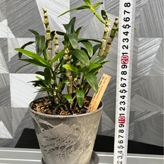 【観葉植物】洋ランデンドロビウム、エンジェルベイビーグリーン愛（...