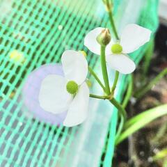 ナガバオモダカ　素焼き鉢植え付け済み1個の画像