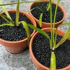 ナガバオモダカ　素焼き鉢植え付け済み1個