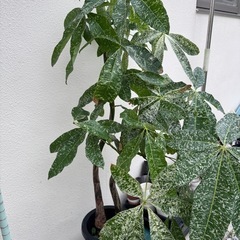 斑入りパキラ　
