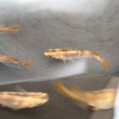 改良メダカ オリジナルメダカ トラちゃん 卵20個　孵化状況によっては一部を針子に変更の画像