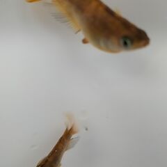 改良メダカ オリジナルメダカ トラちゃん 卵20個　孵化状況によっては一部を針子に変更の画像