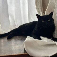 ちょっとシャイな可愛いやつです😼