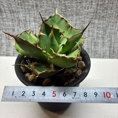 アガベ　オテロイの画像