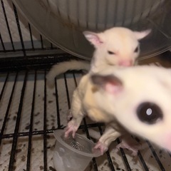 フクロモモンガベビー