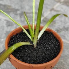 ナガバオモダカ　素焼き鉢植え付け済み1個の画像