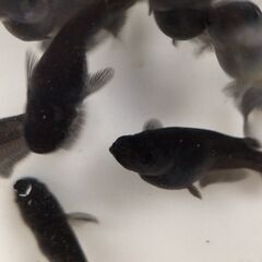 メダカ　オロチ　若魚親魚10匹