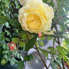 れもんHT バラ🌹🌷